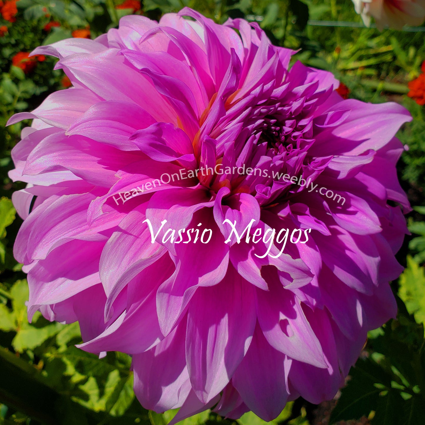 Vassio Meggos
