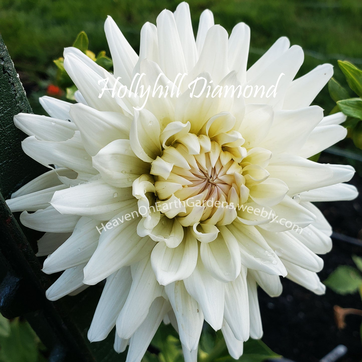 Hollyhill Diamond