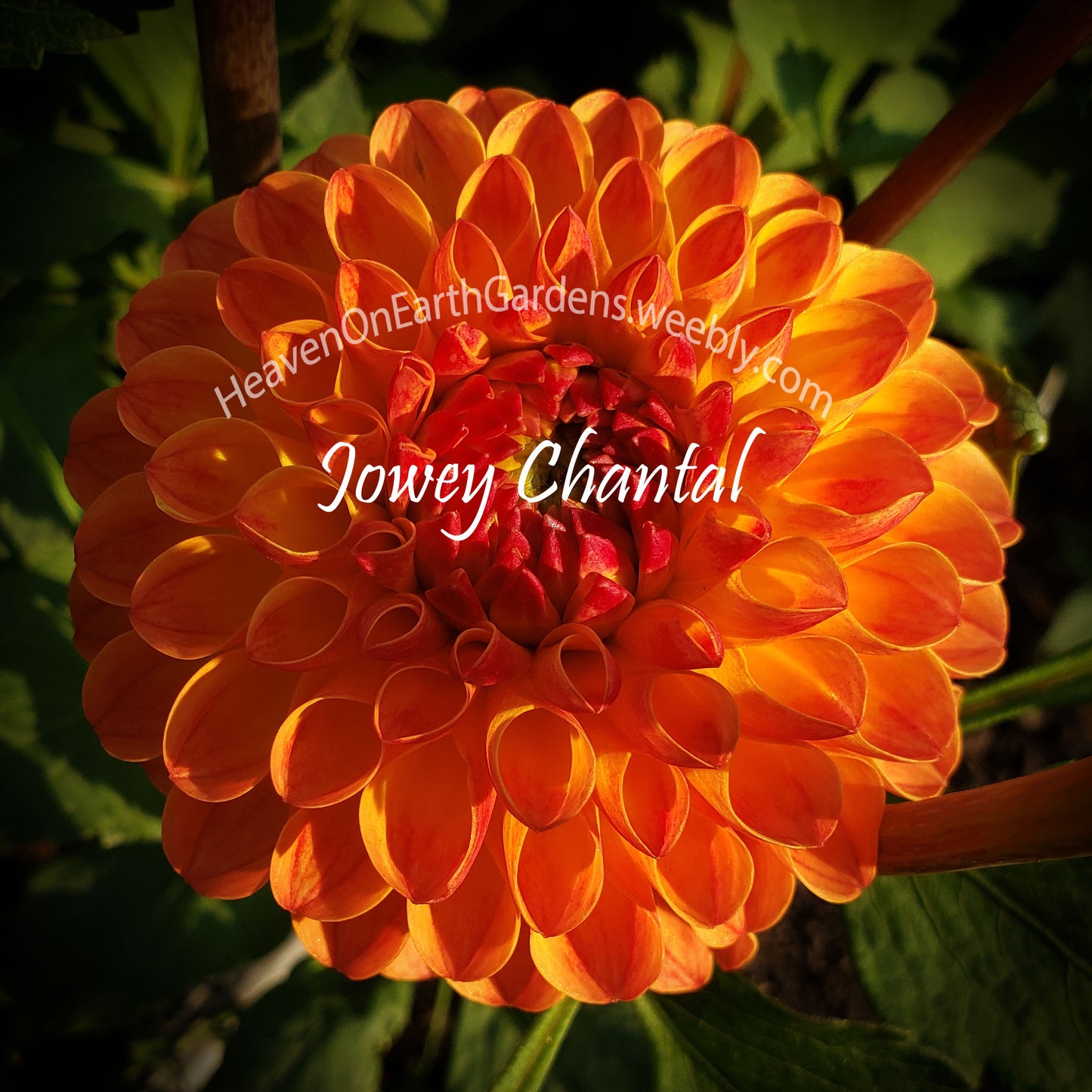Jowey Chantal