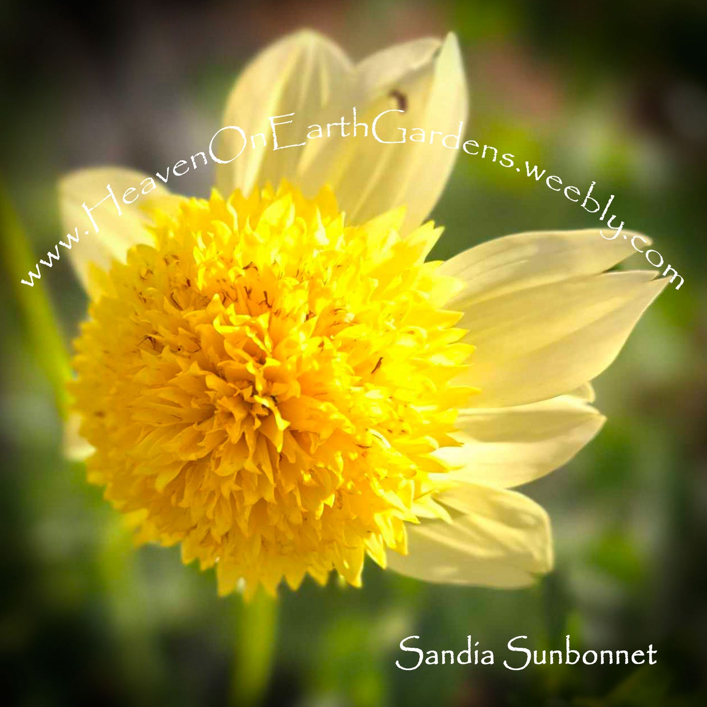 Sandia Sunbonnet