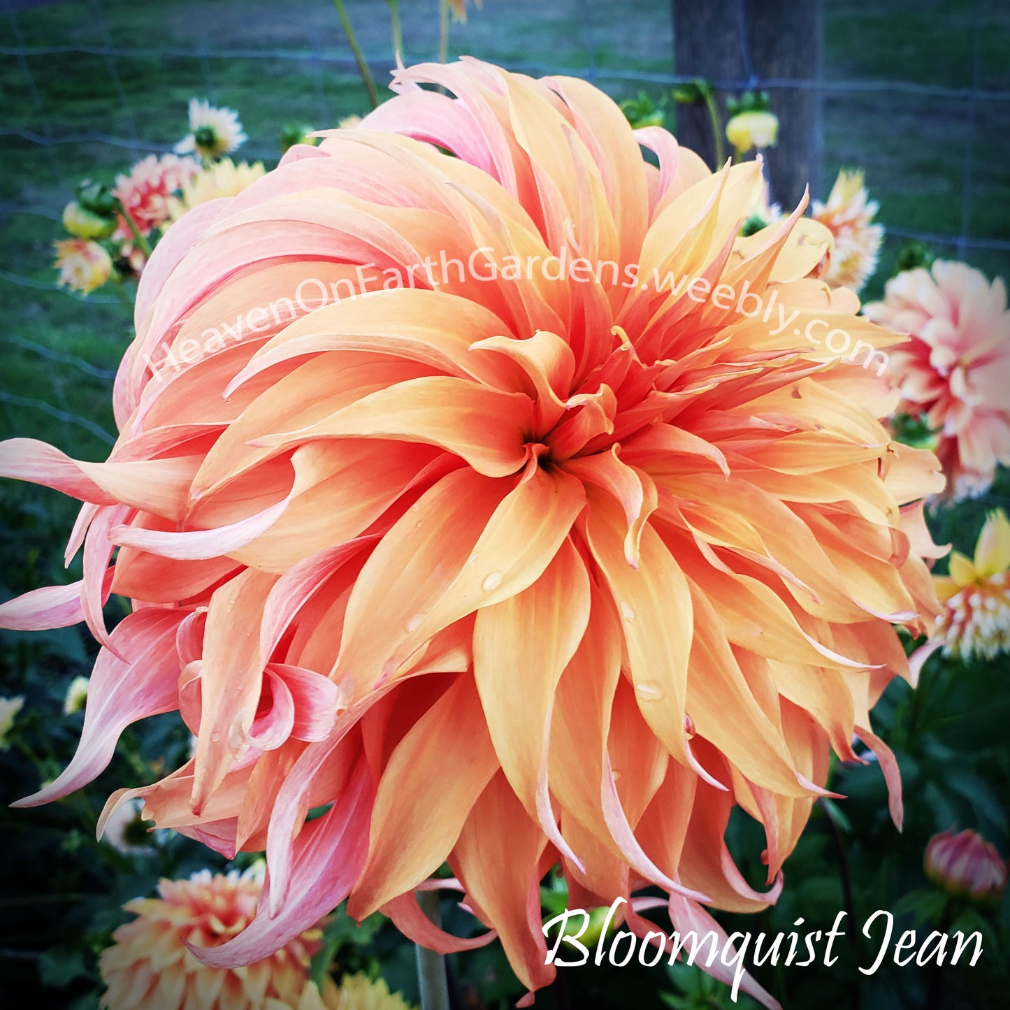 Bloomquist Jean