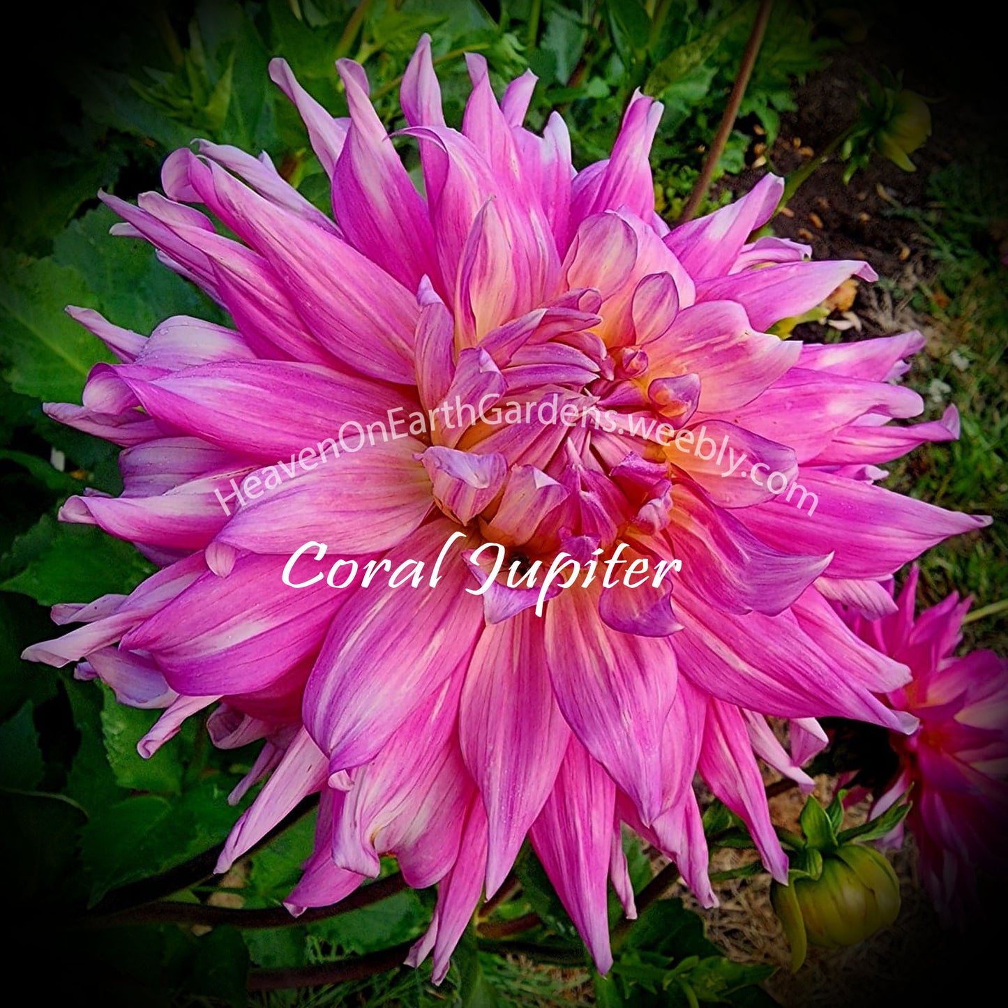 Coral Jupiter