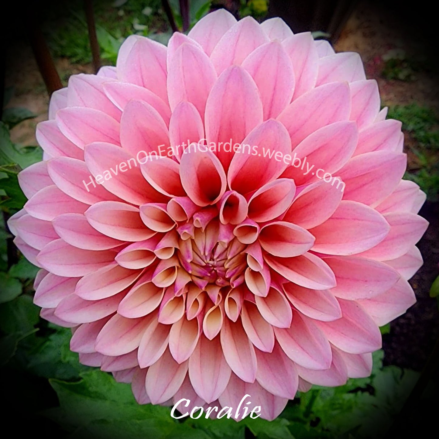 Coralie