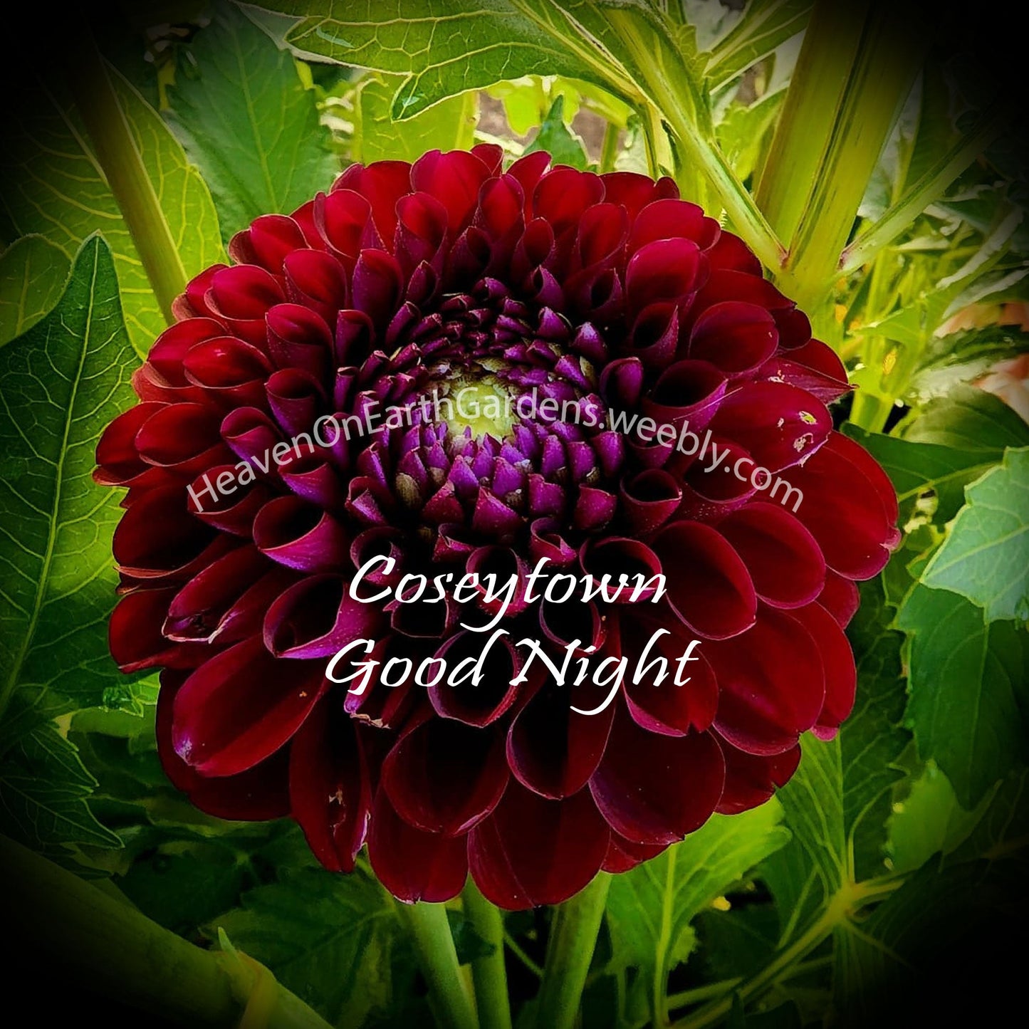 Coseytown ® Goodnight