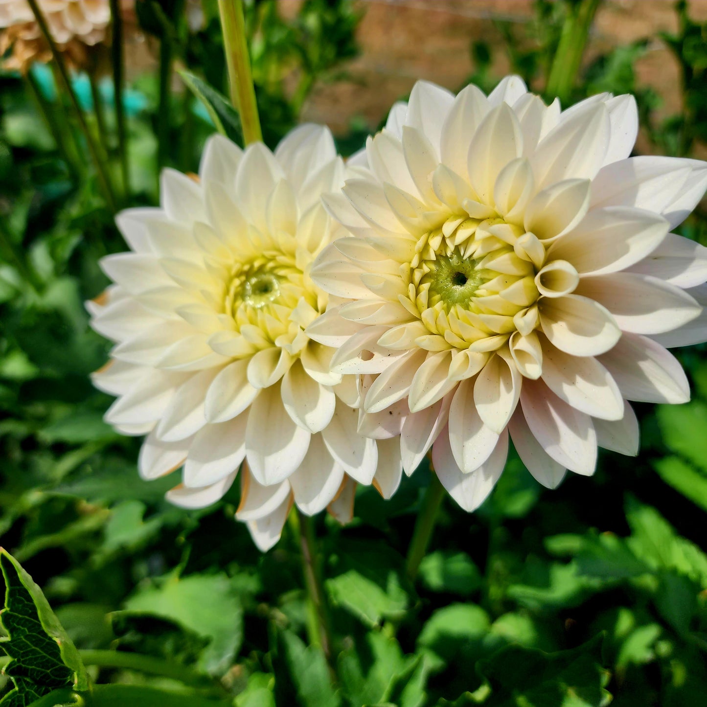 Dapex Pink Delight