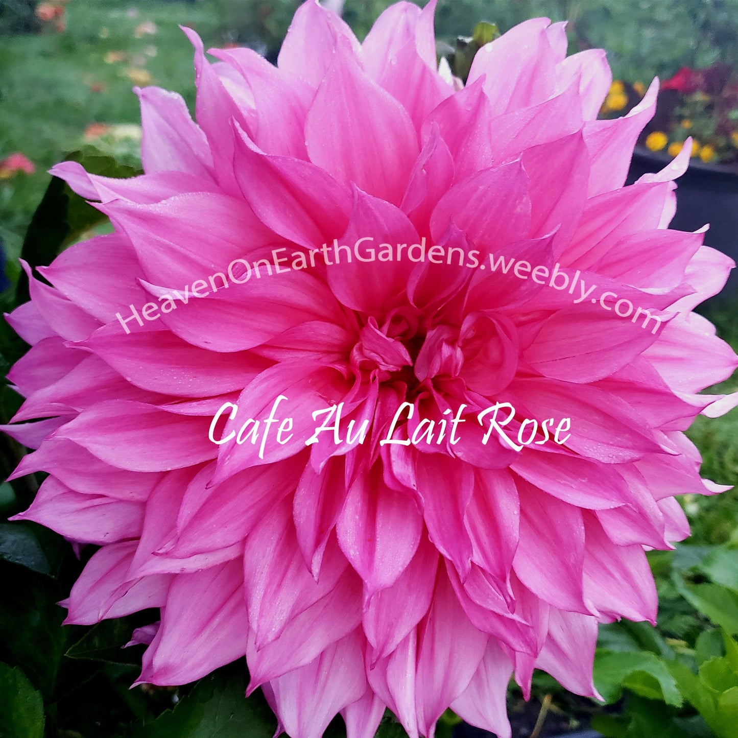 Cafe au Lait Rose