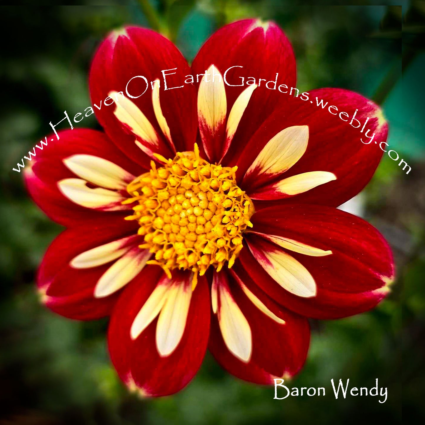 Baron Wendy
