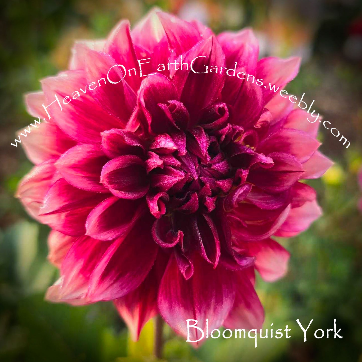 Bloomquist York