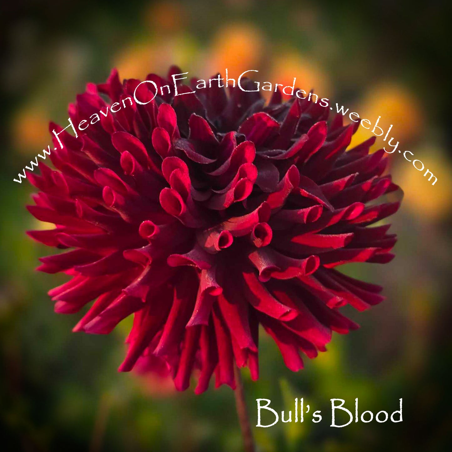Bull's Blood