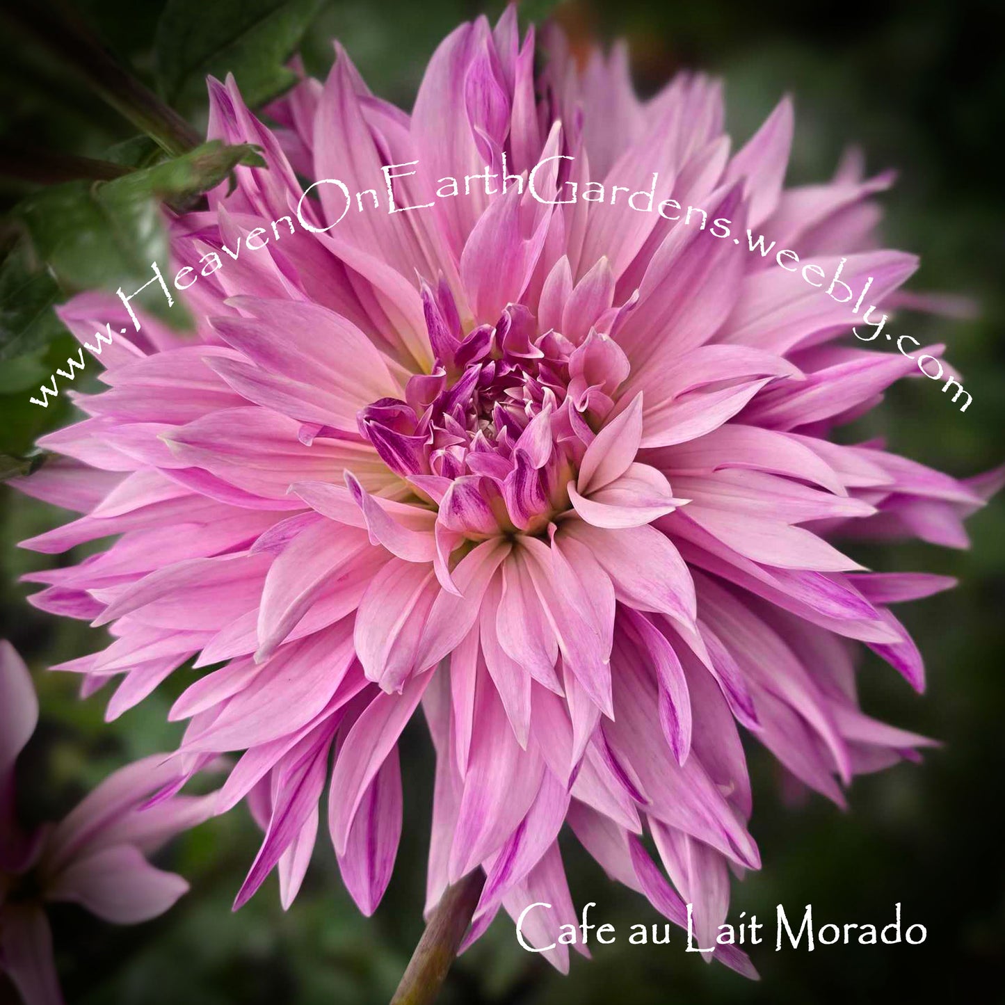 Cafe au Lait - Morado