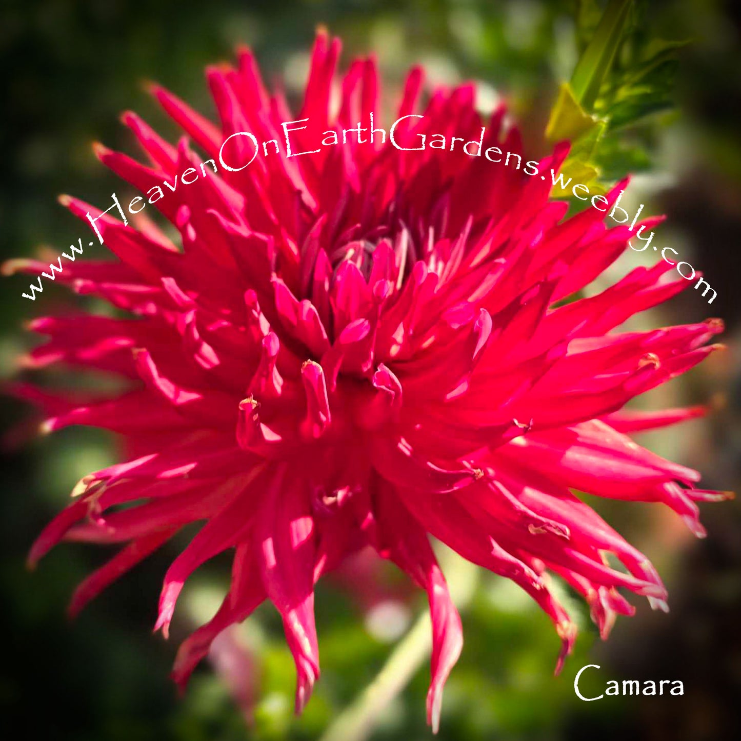 Camara