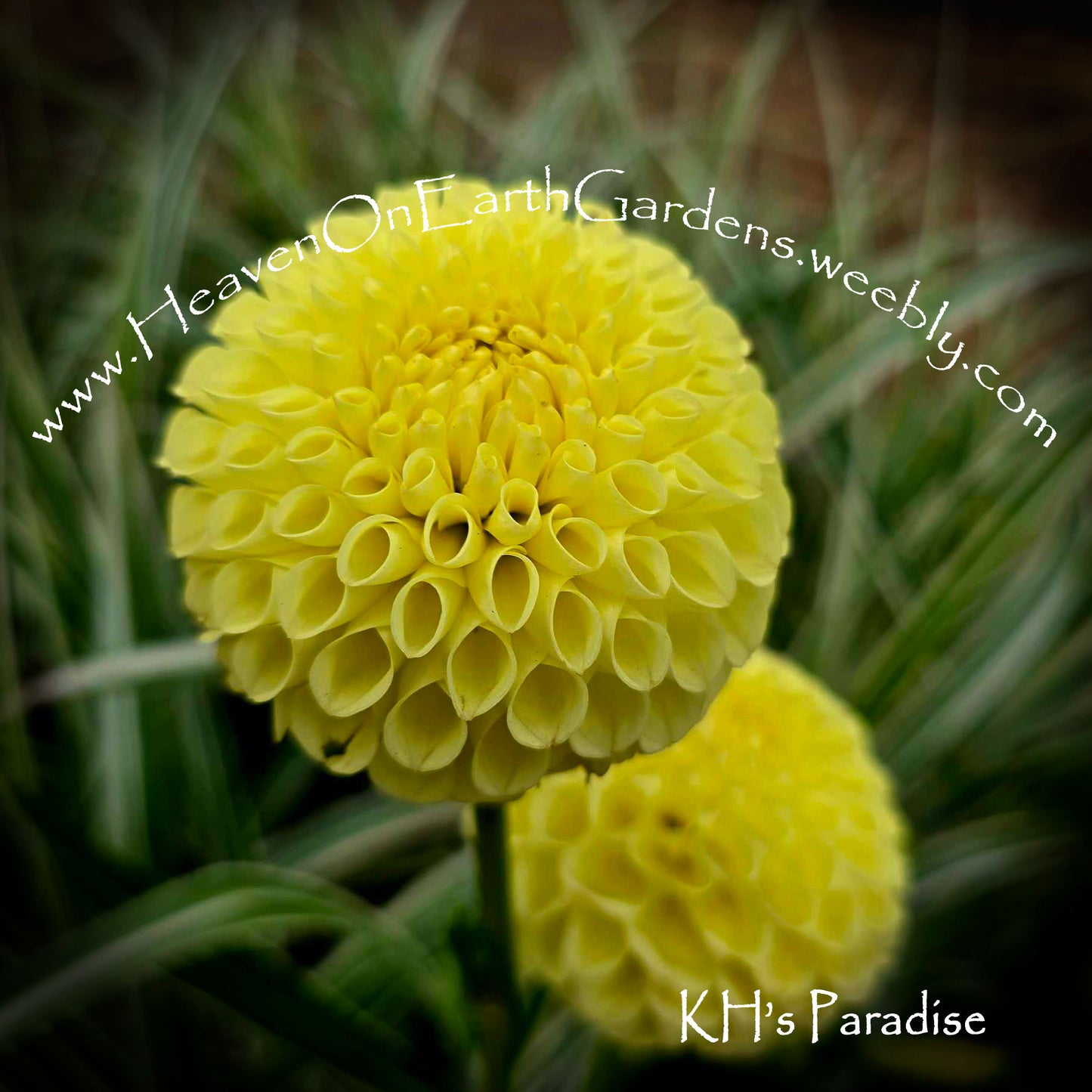 Kennedy Hill Paradise