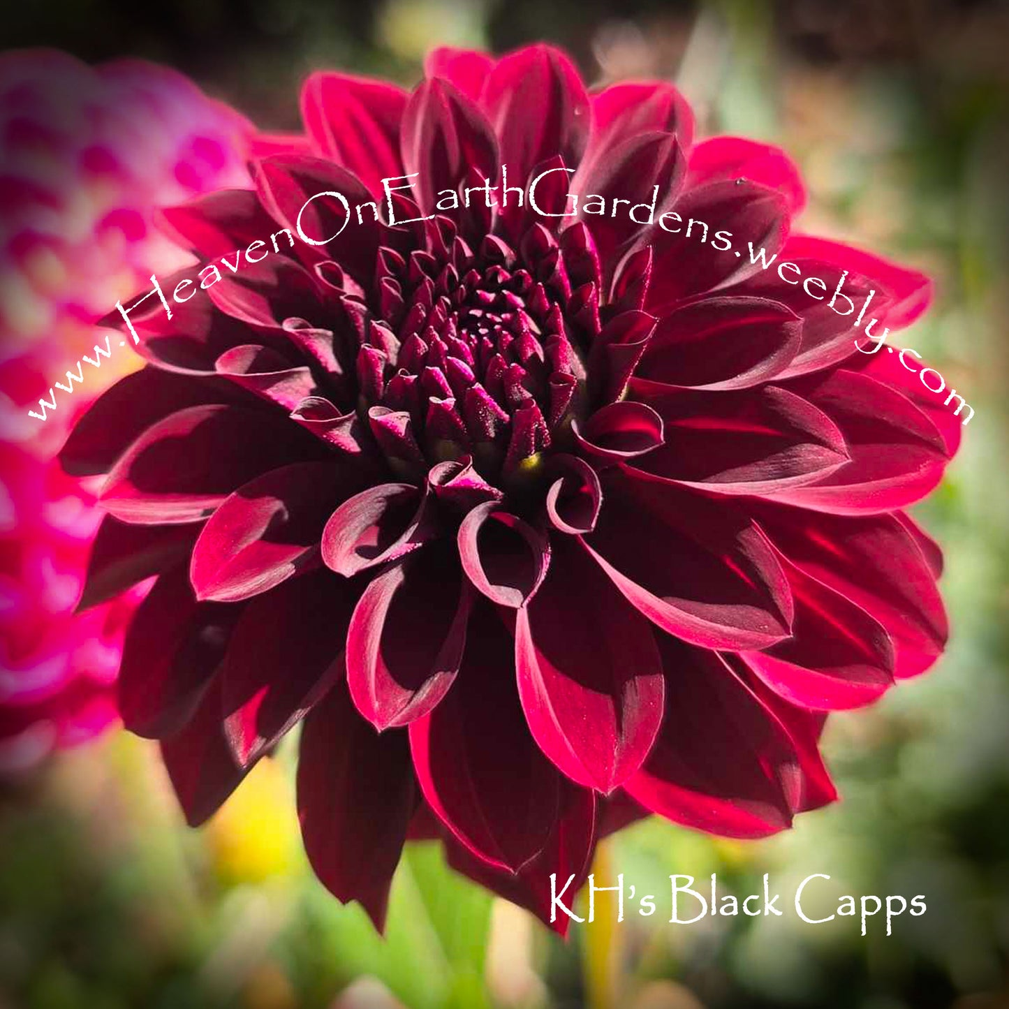 Kennedy Hill Black Capps
