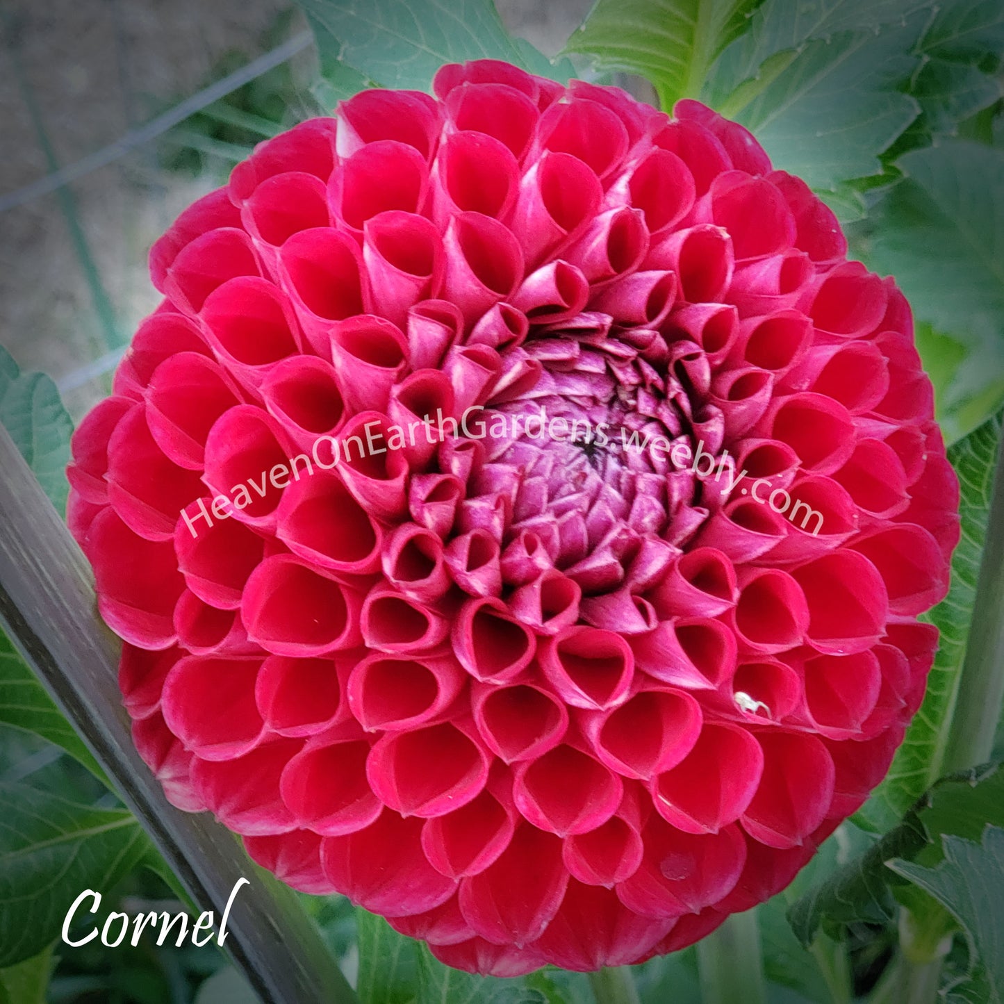 Cornel