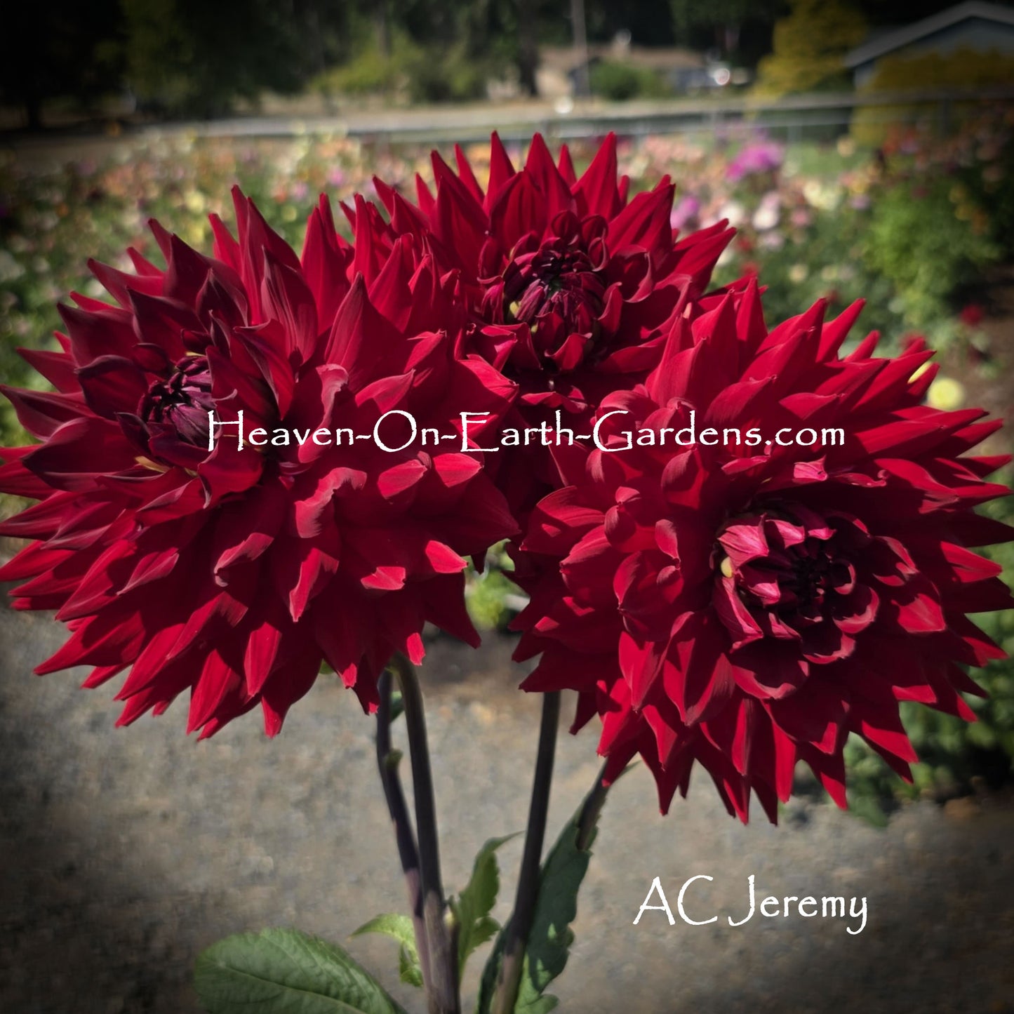 AC Jeremy