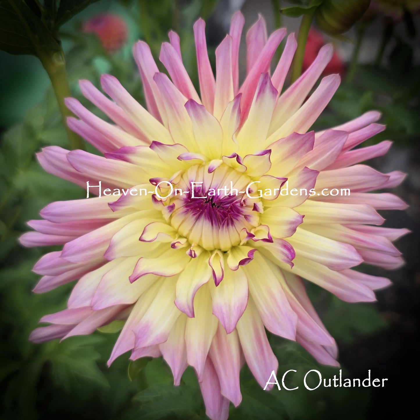 AC Outlander