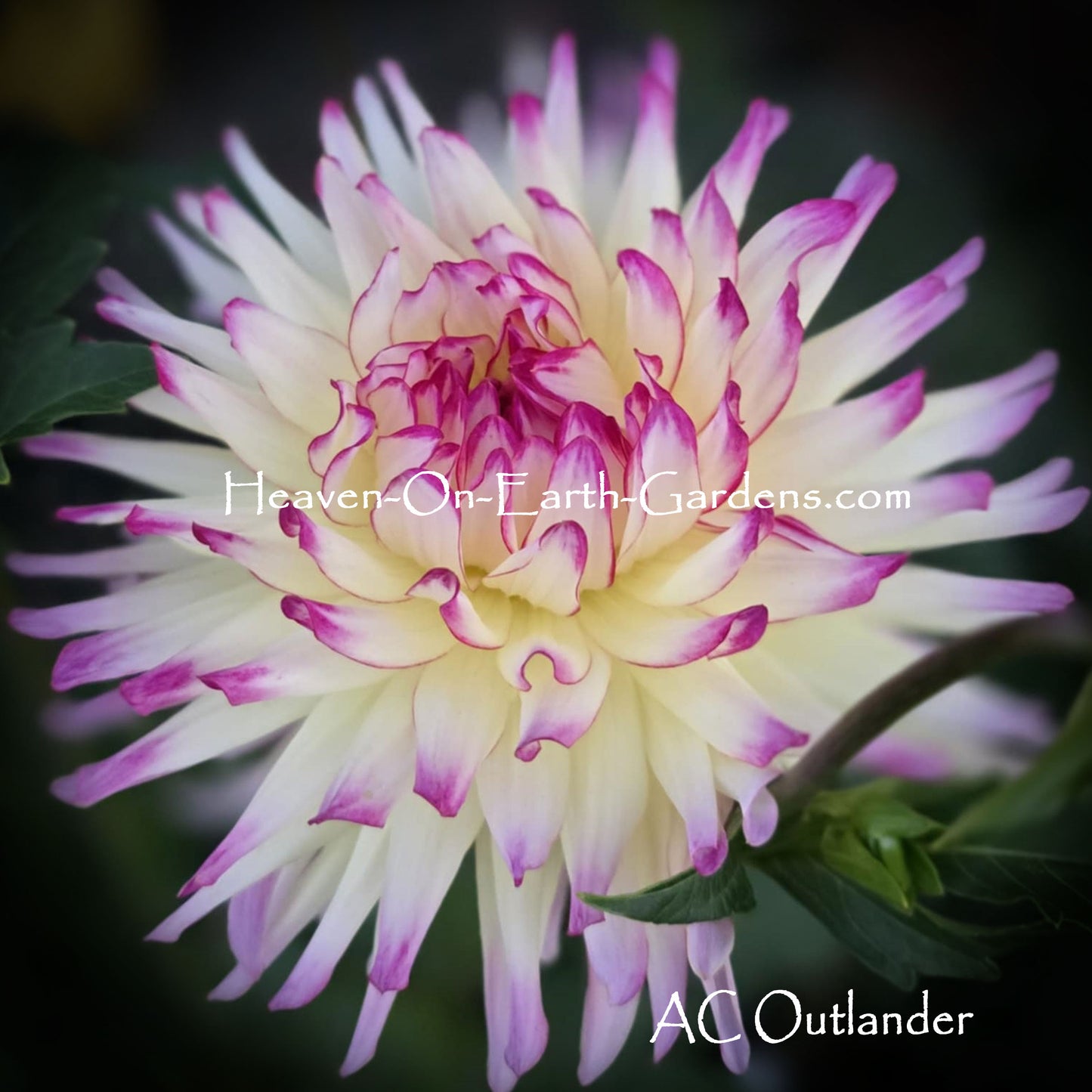 AC Outlander