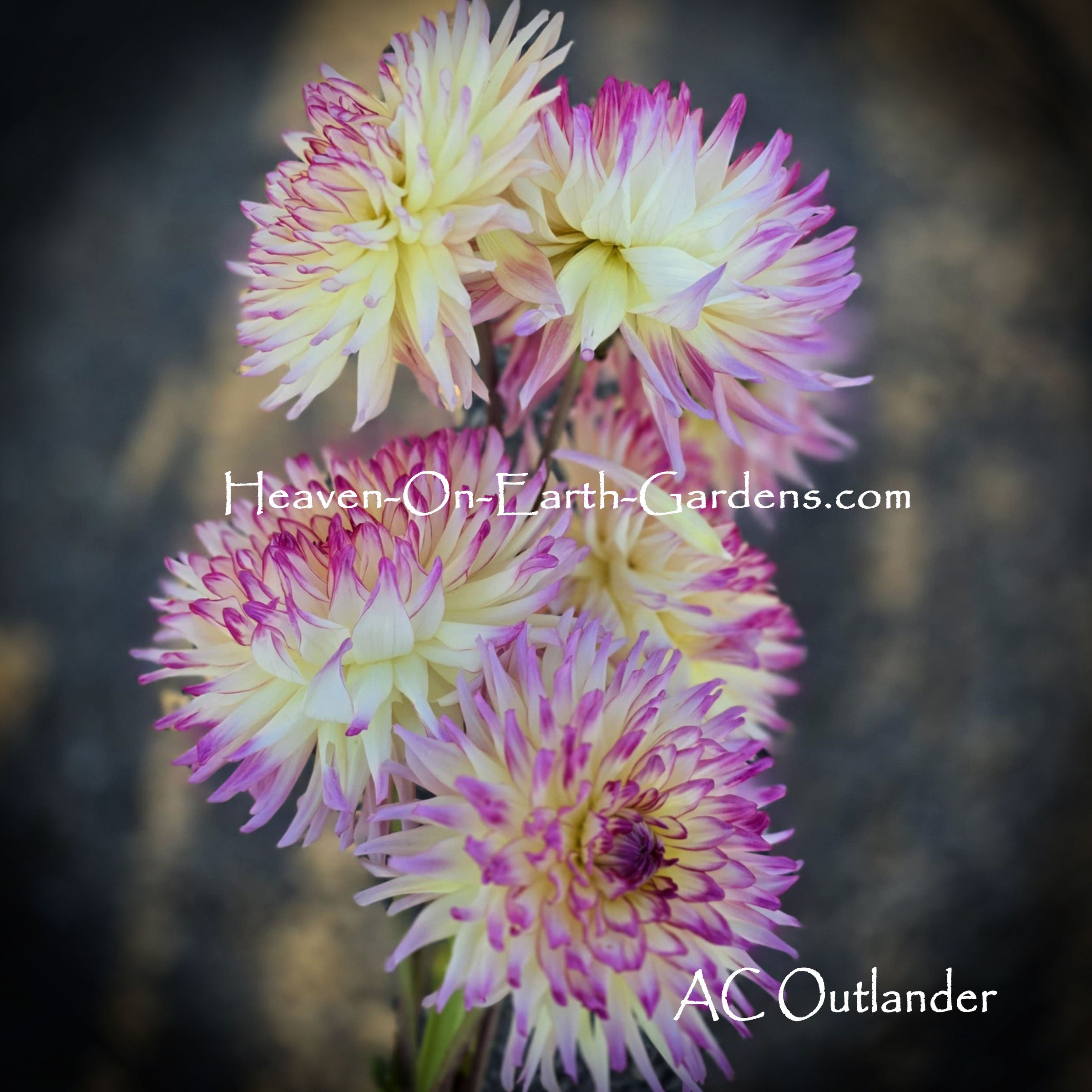 AC Outlander – Heaven On Earth Gardens