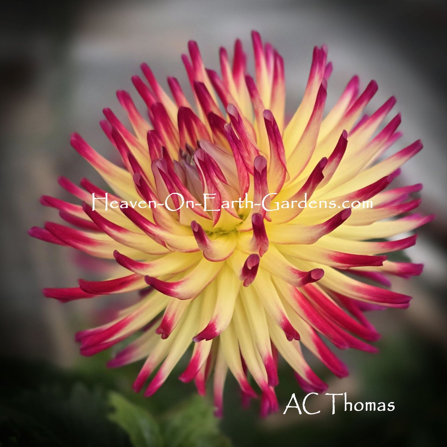 AC Thomas