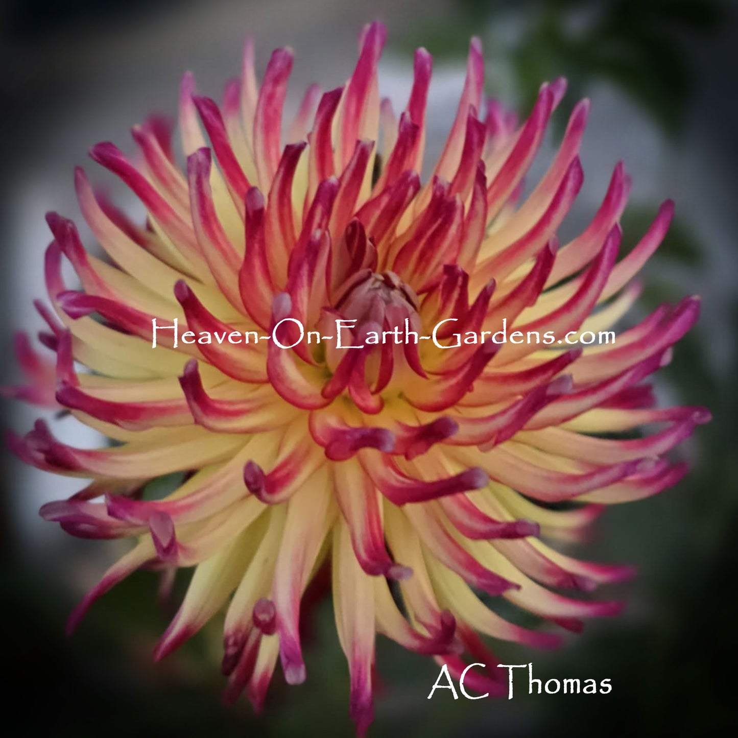 AC Thomas