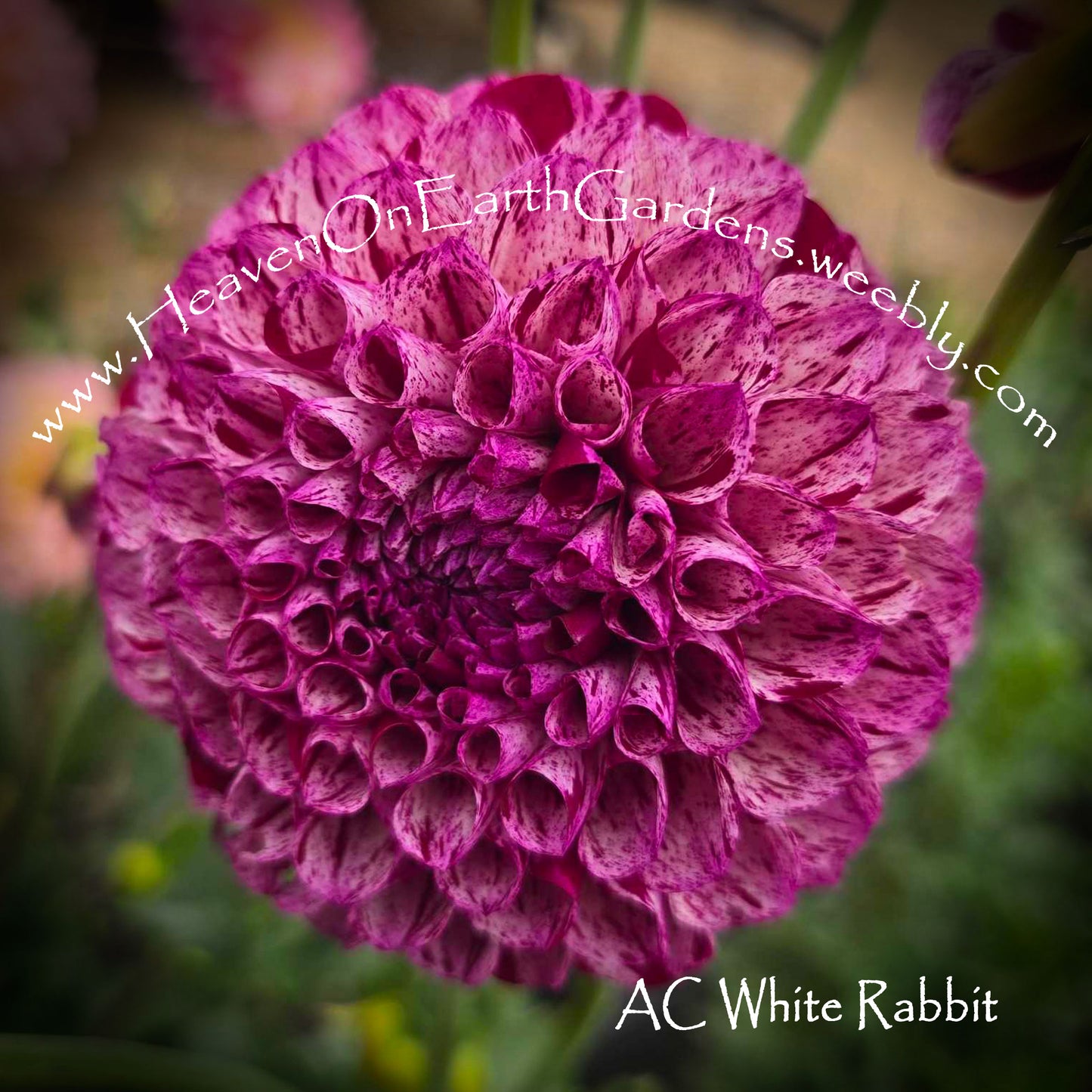 AC White Rabbit