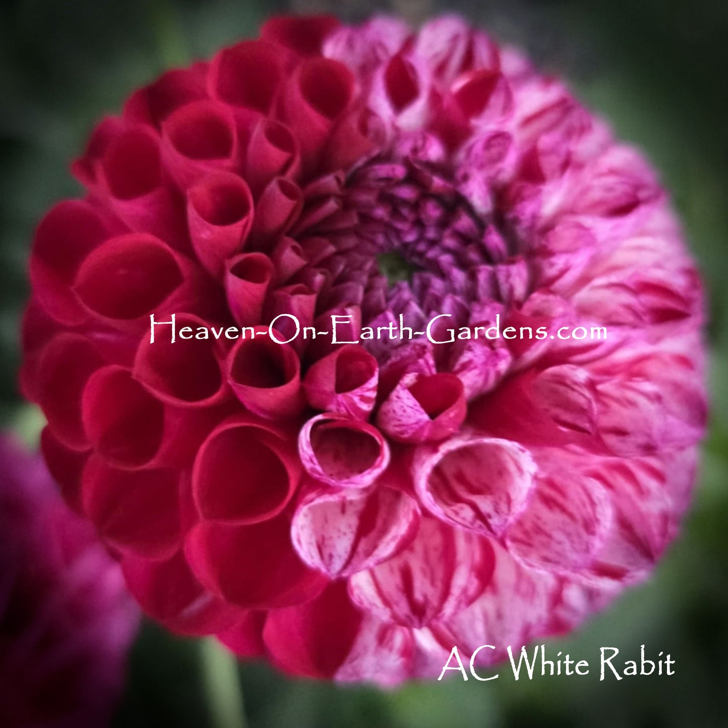 AC White Rabbit