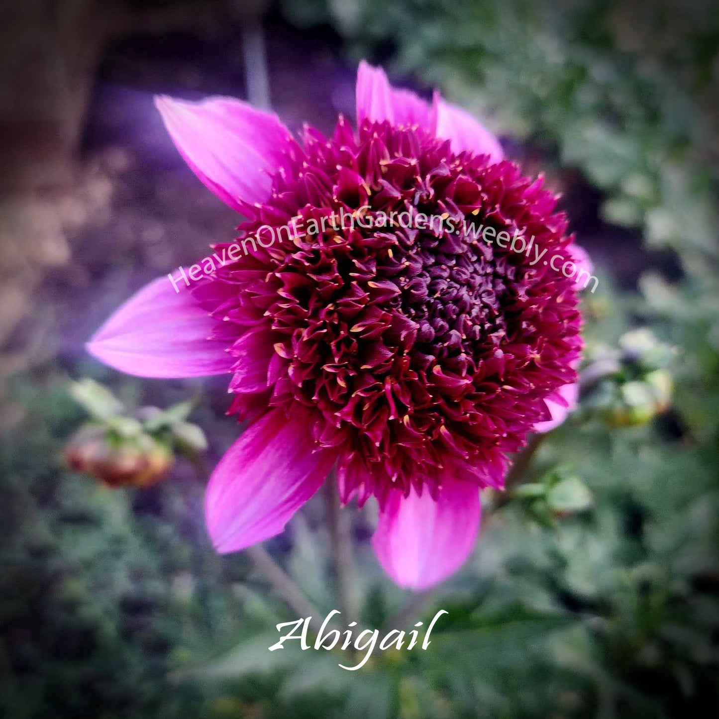 Abigail