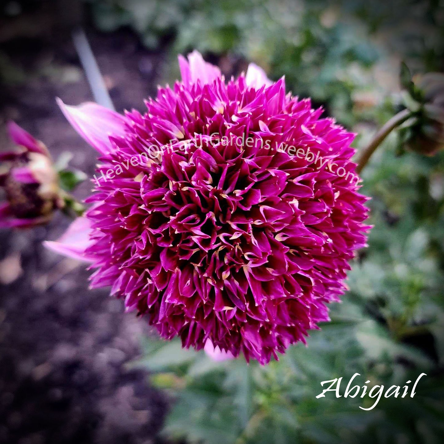 Abigail
