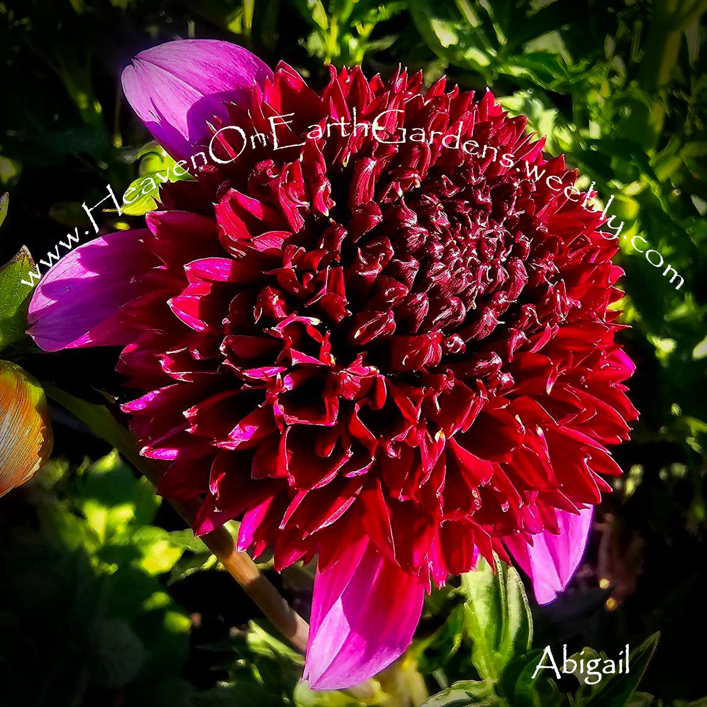 Abigail