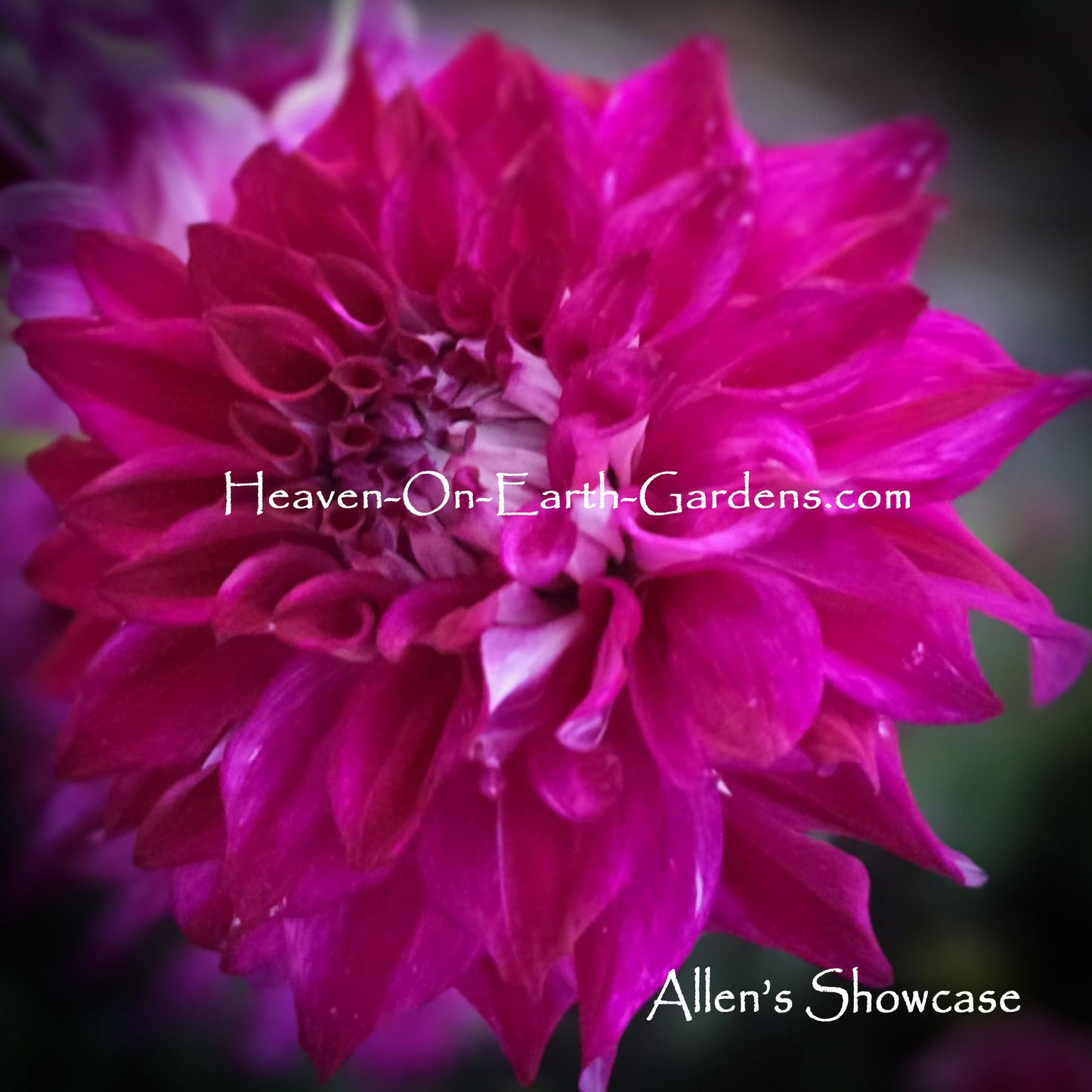 Allen's Showcase