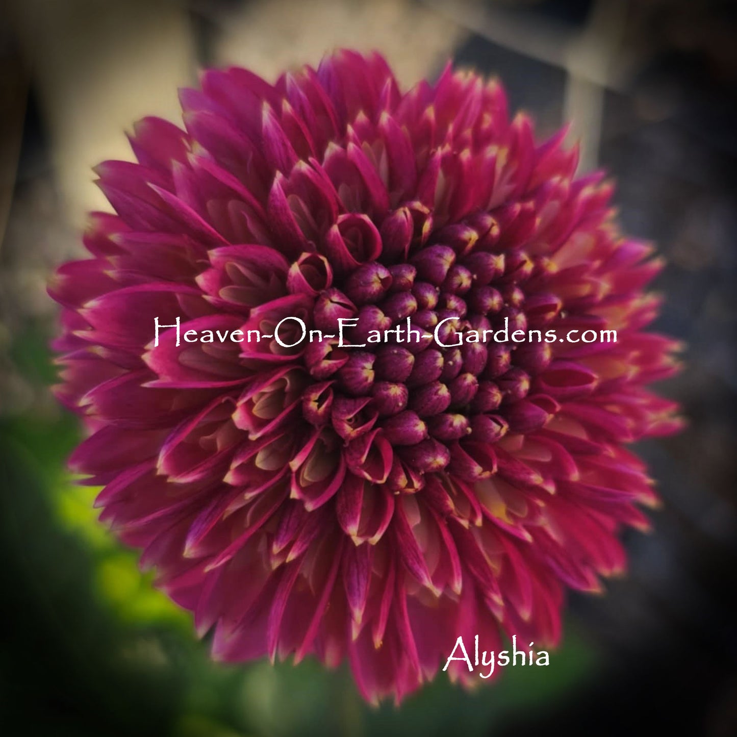 Alyshia