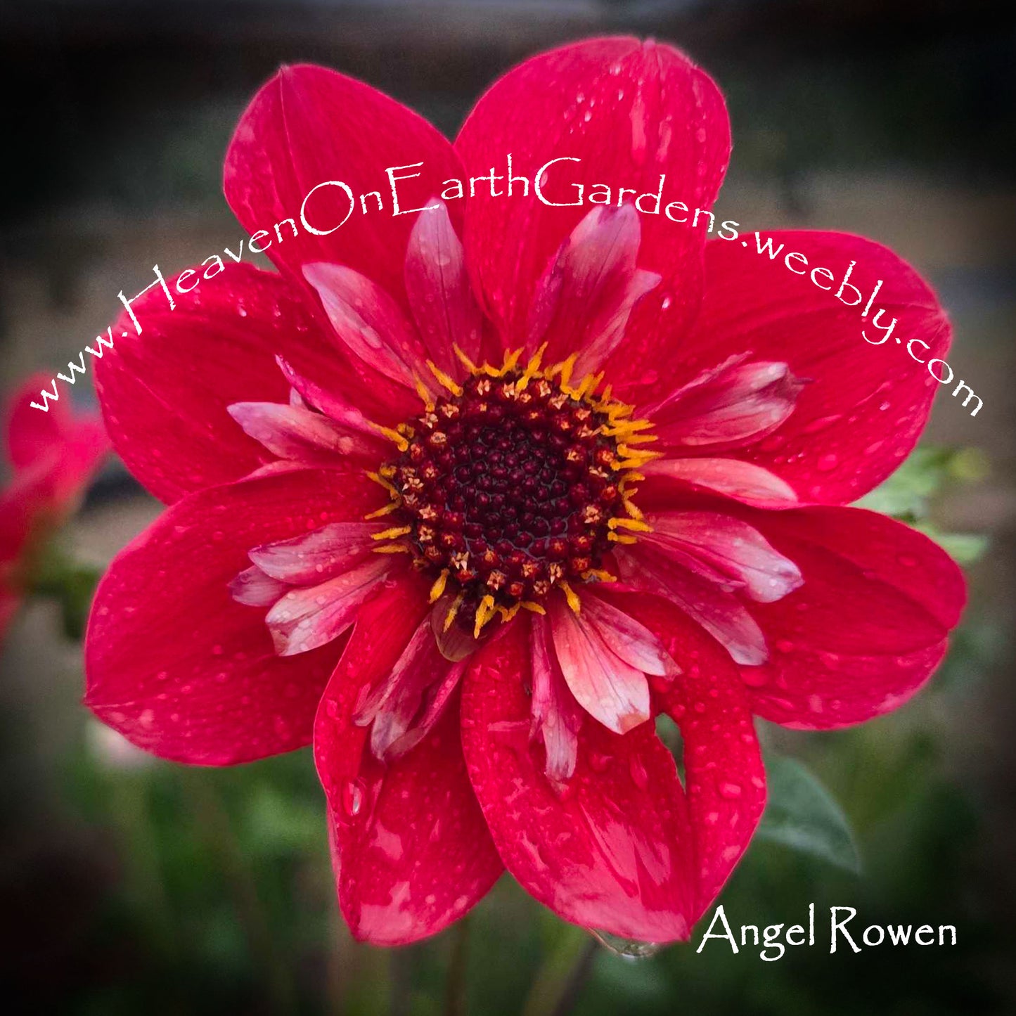 Angel Rowyn