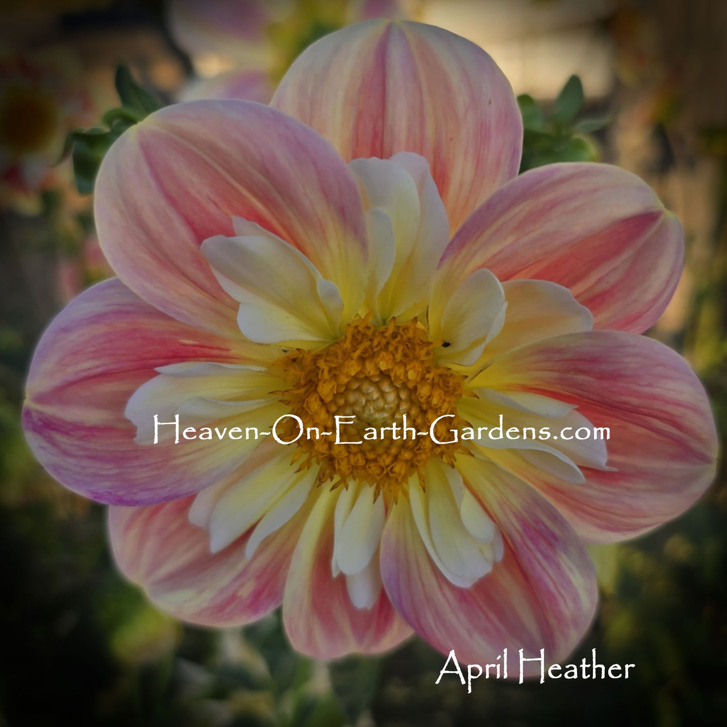 April Heather