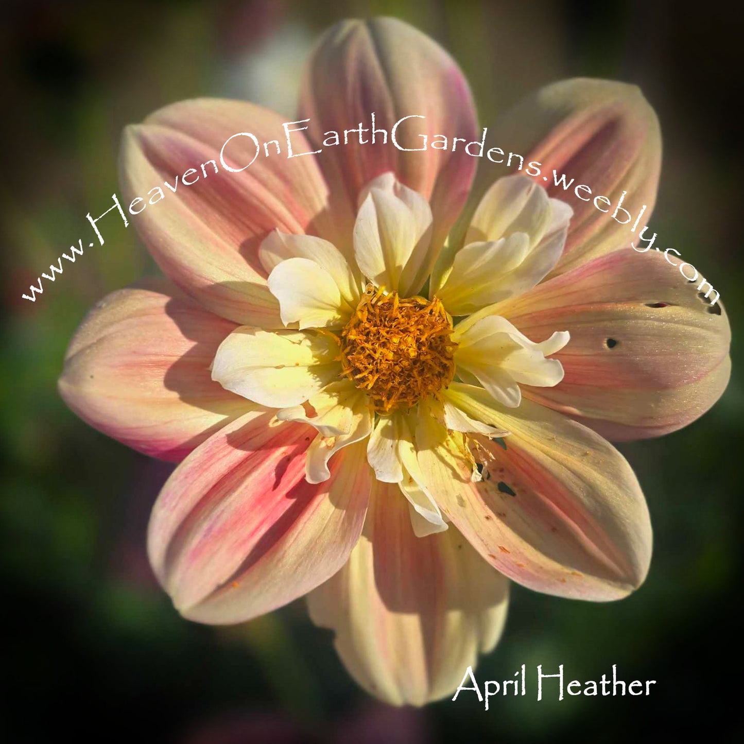 April Heather