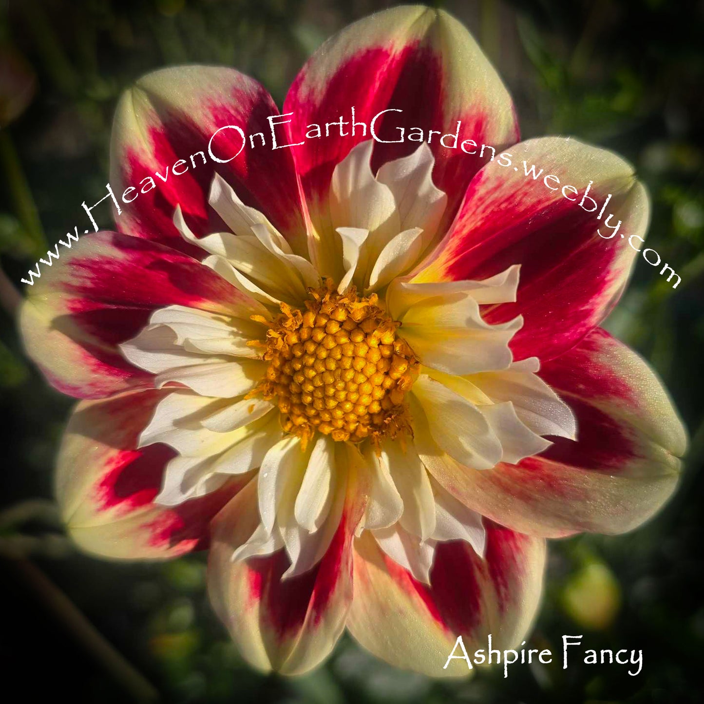 Ashpire Fancy/Julie - mixup