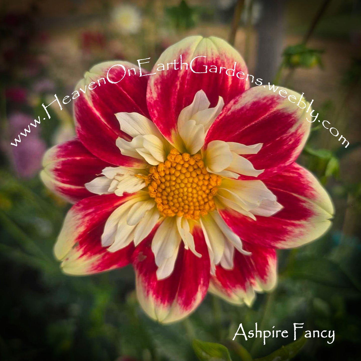 Ashpire Fancy/Julie - mixup