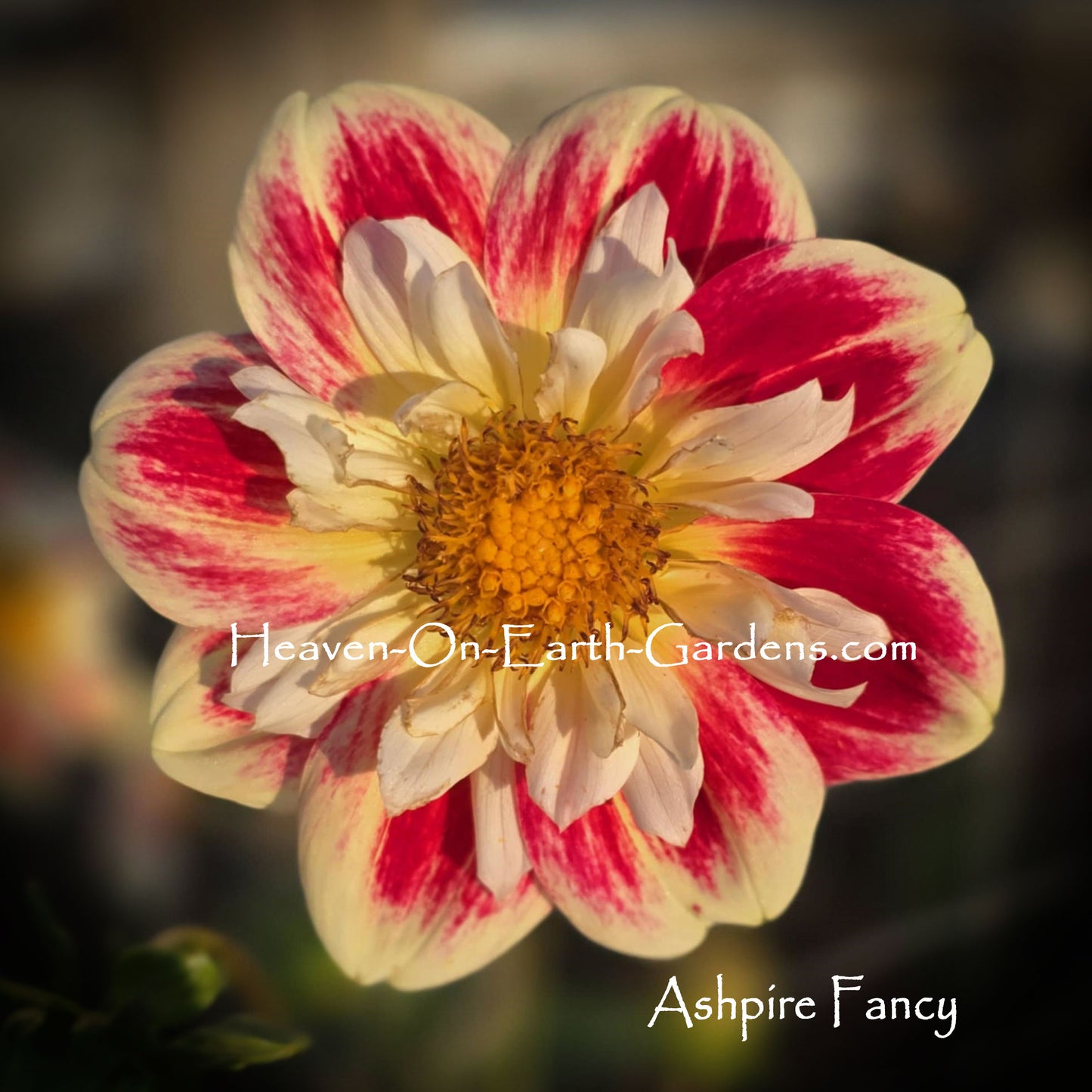 Ashpire Fancy/Julie - mixup