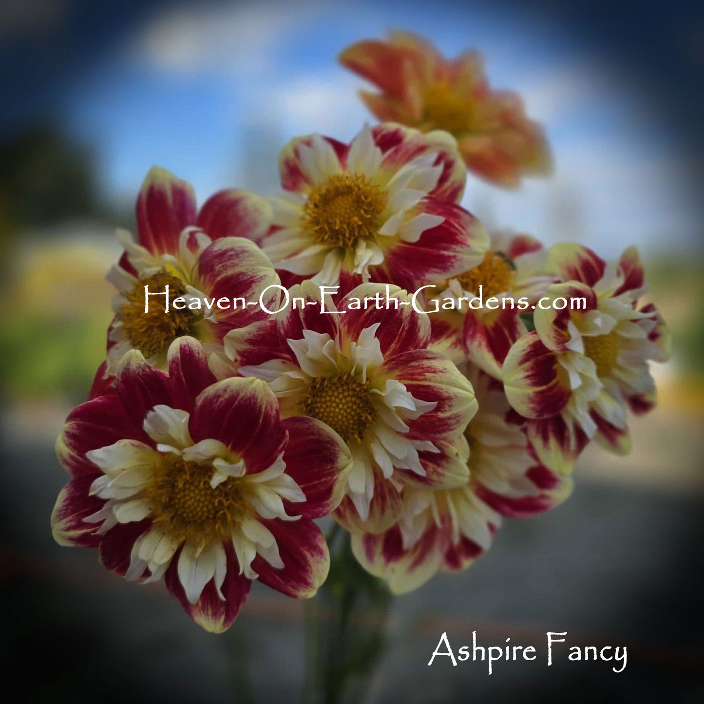 Ashpire Fancy/Julie - mixup