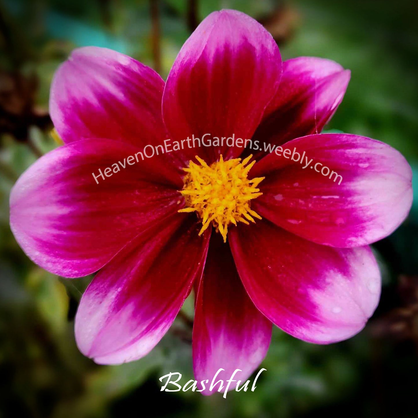 Bashful