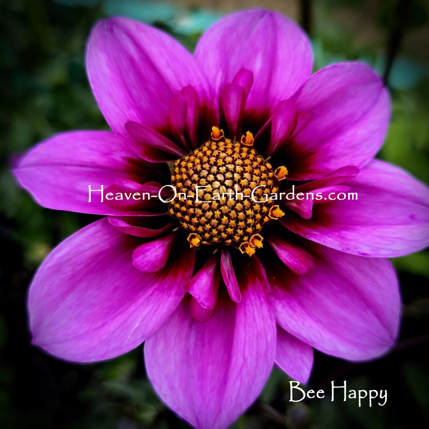 Bee Happy