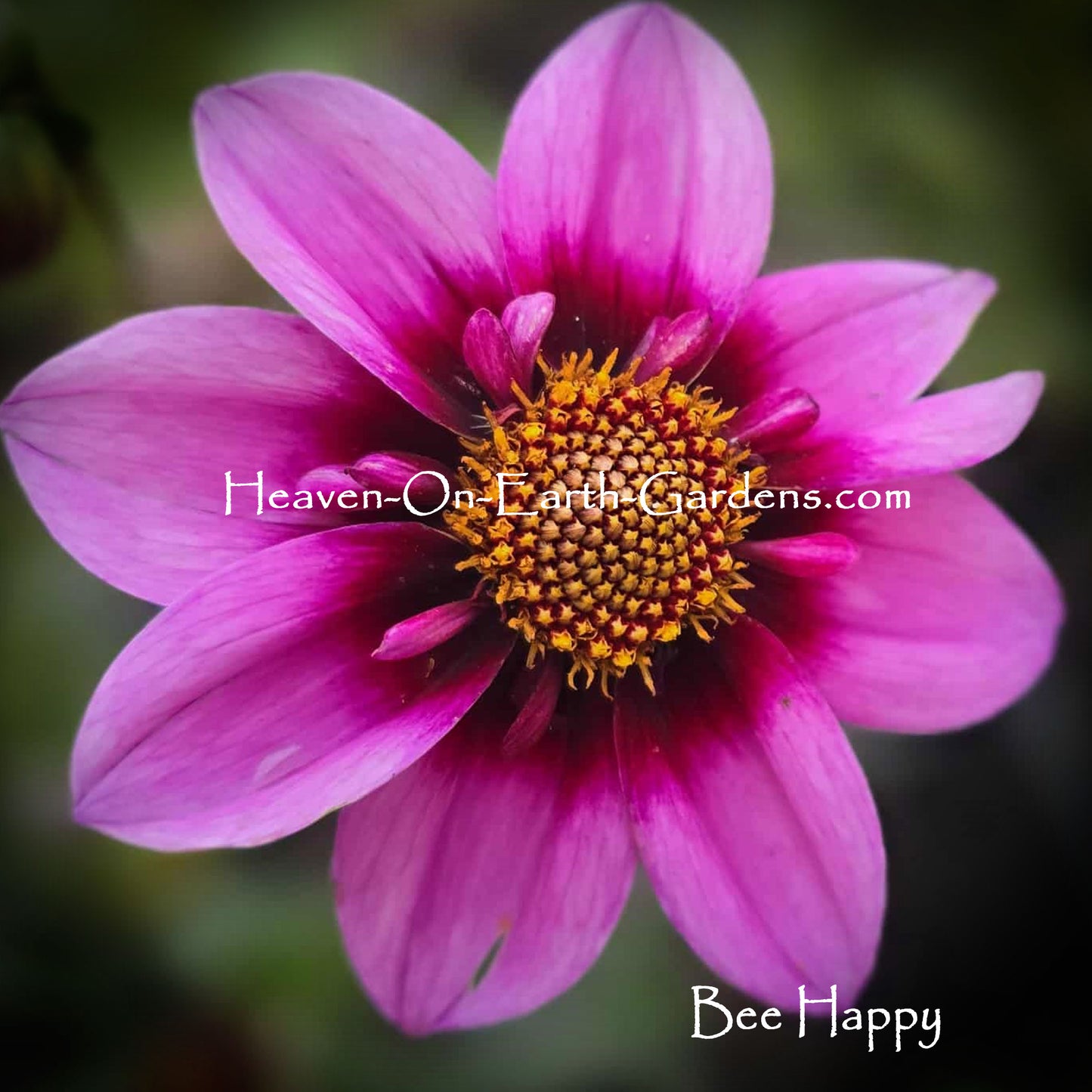 Bee Happy