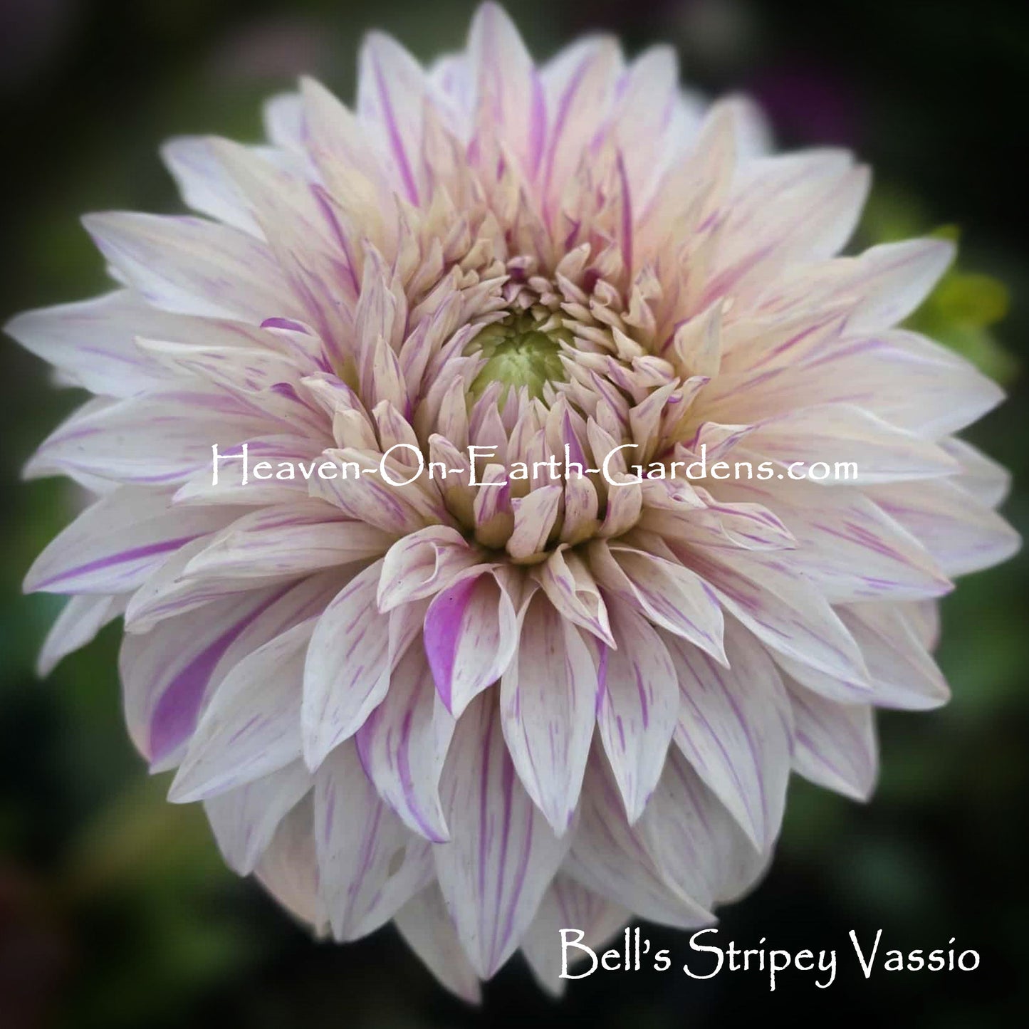 Bell's Stripey Vassio