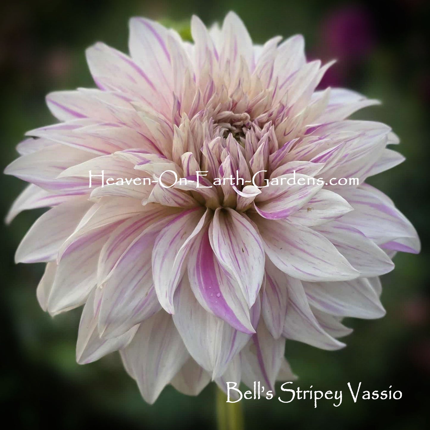 Bell's Stripey Vassio
