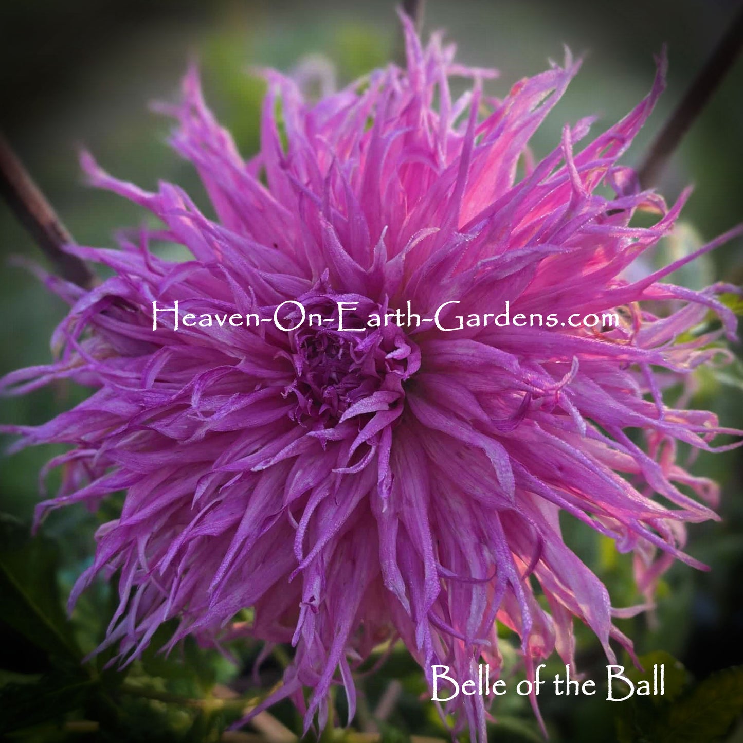 Belle of the Ball