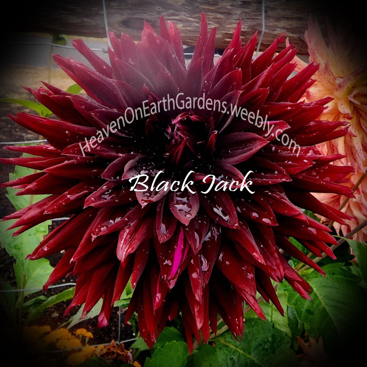 Black Jack