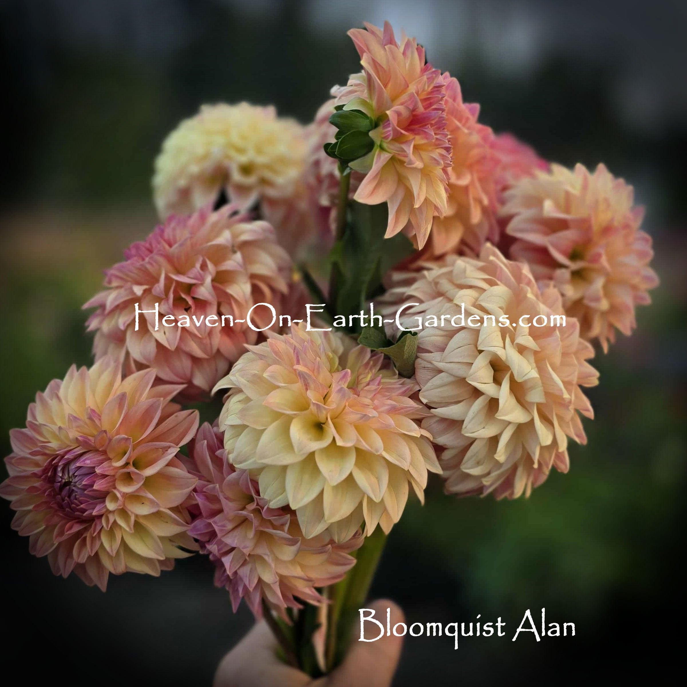 Bloomquist Alan – Heaven On Earth Gardens