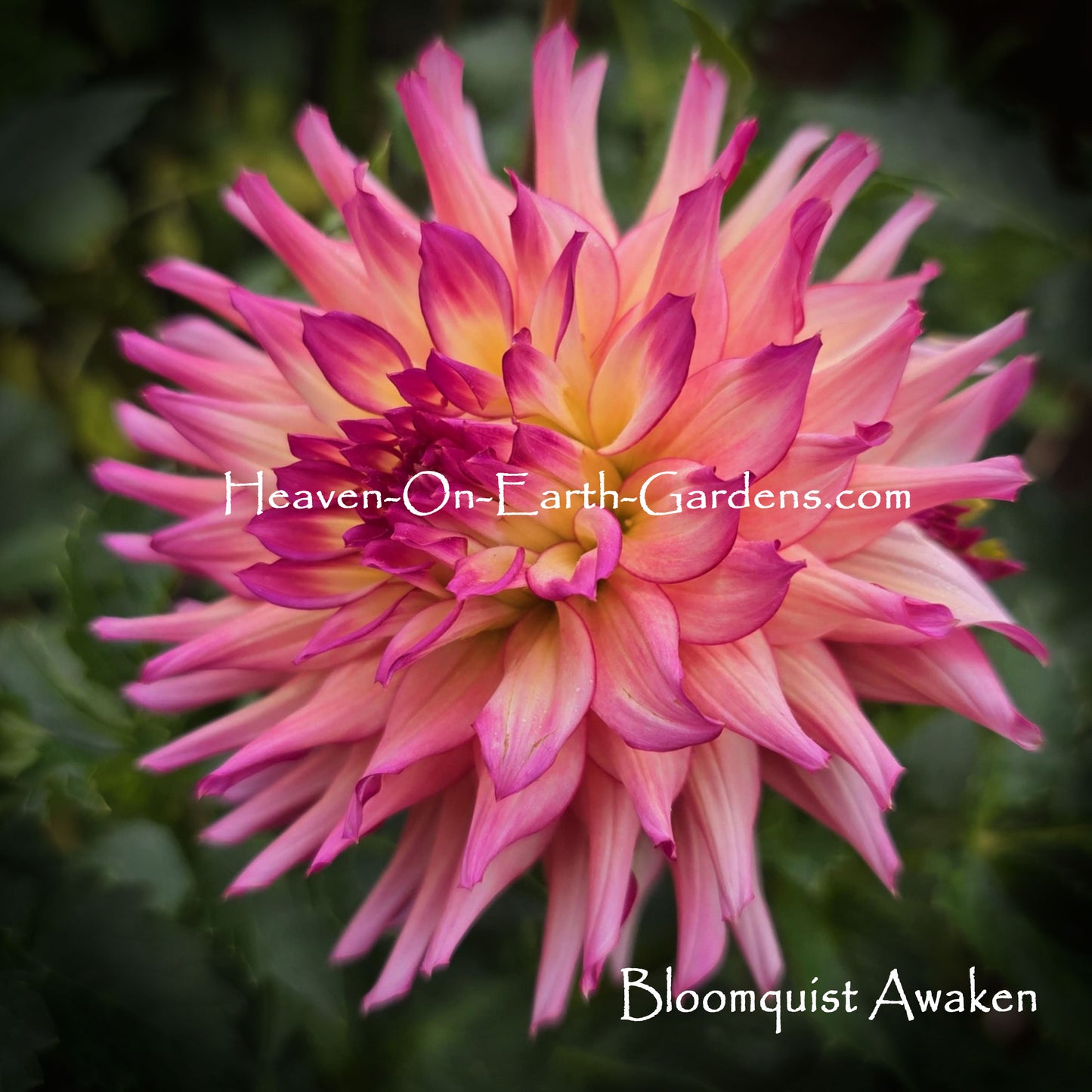 Bloomquist Awaken