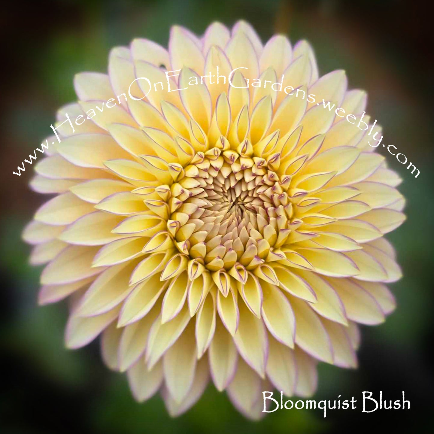 Bloomquist Blush