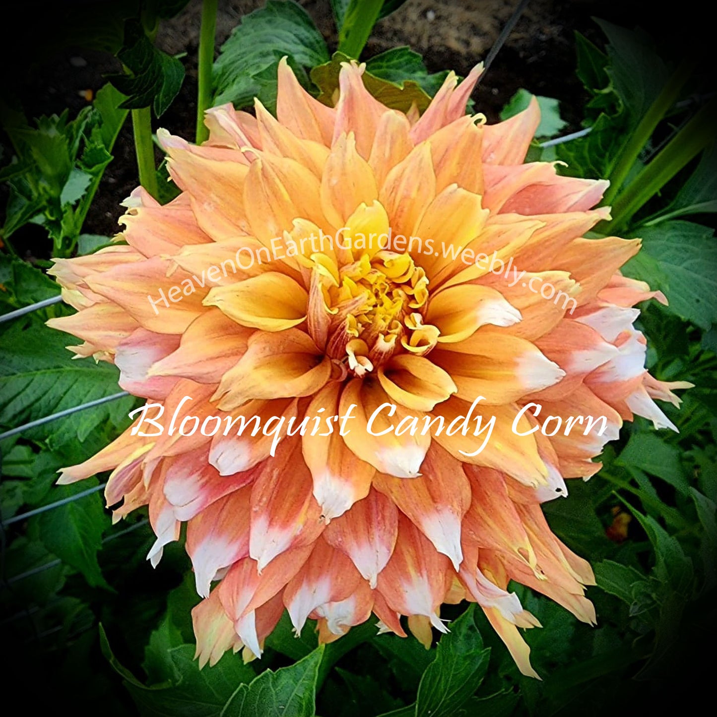 Bloomquist Candy Corn