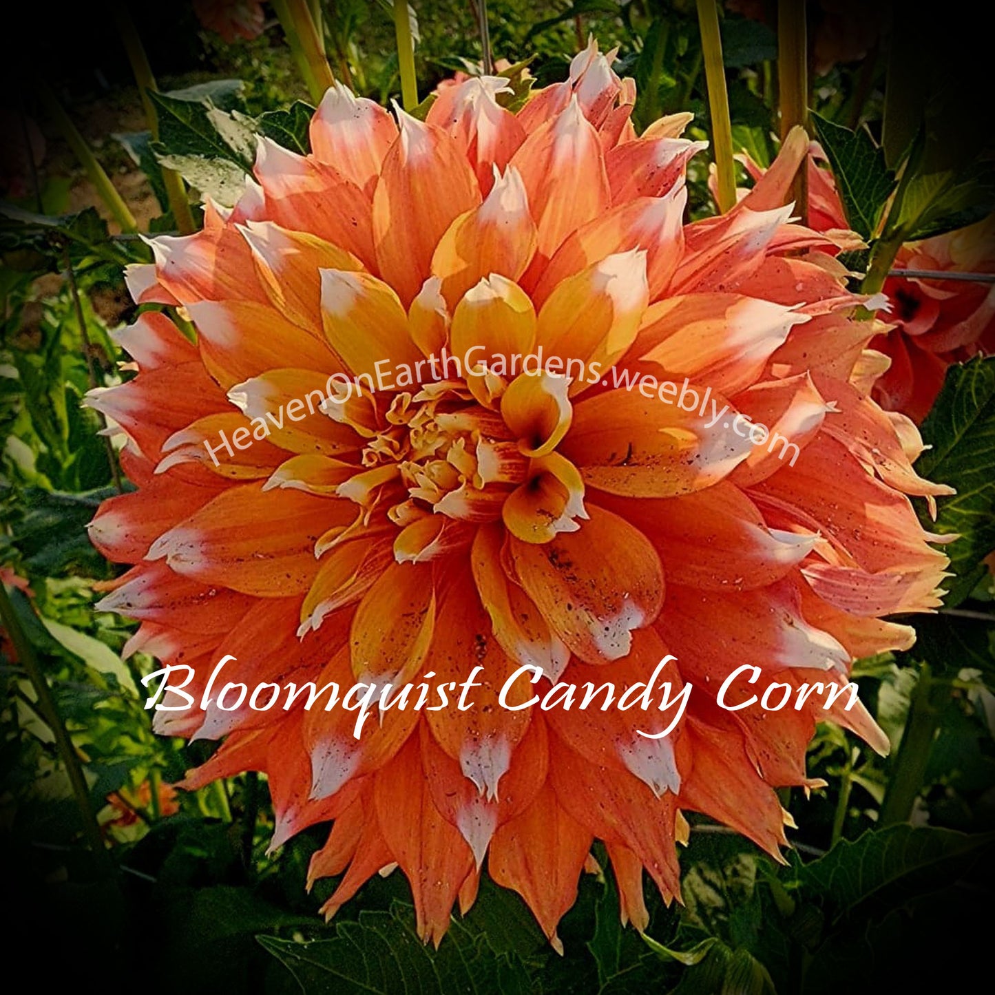 Bloomquist Candy Corn
